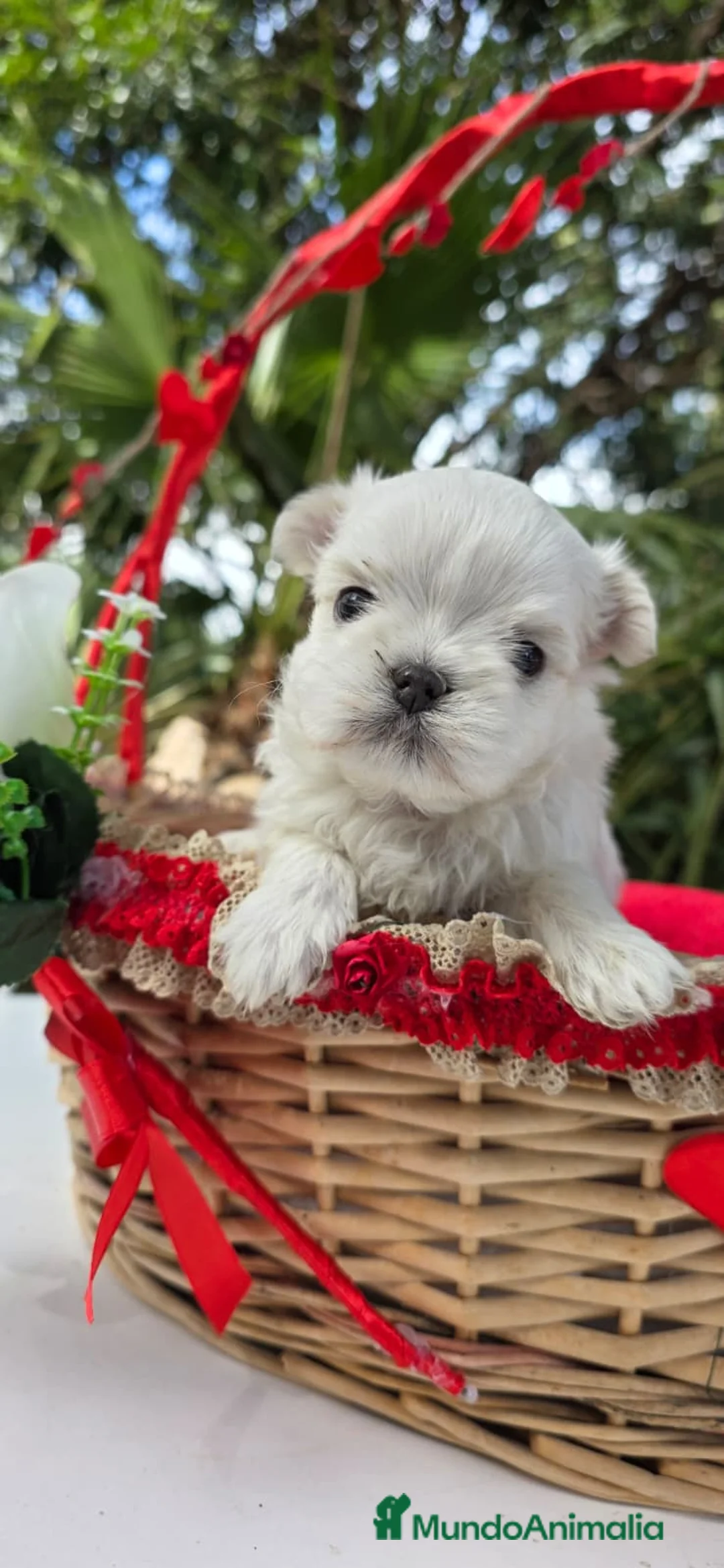 Bichón Maltés perros en venta: Bichon Maltés linea coreana - Anuncio 3