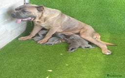 Cane Corso perros en venta: Cane corso  - Imagen 5