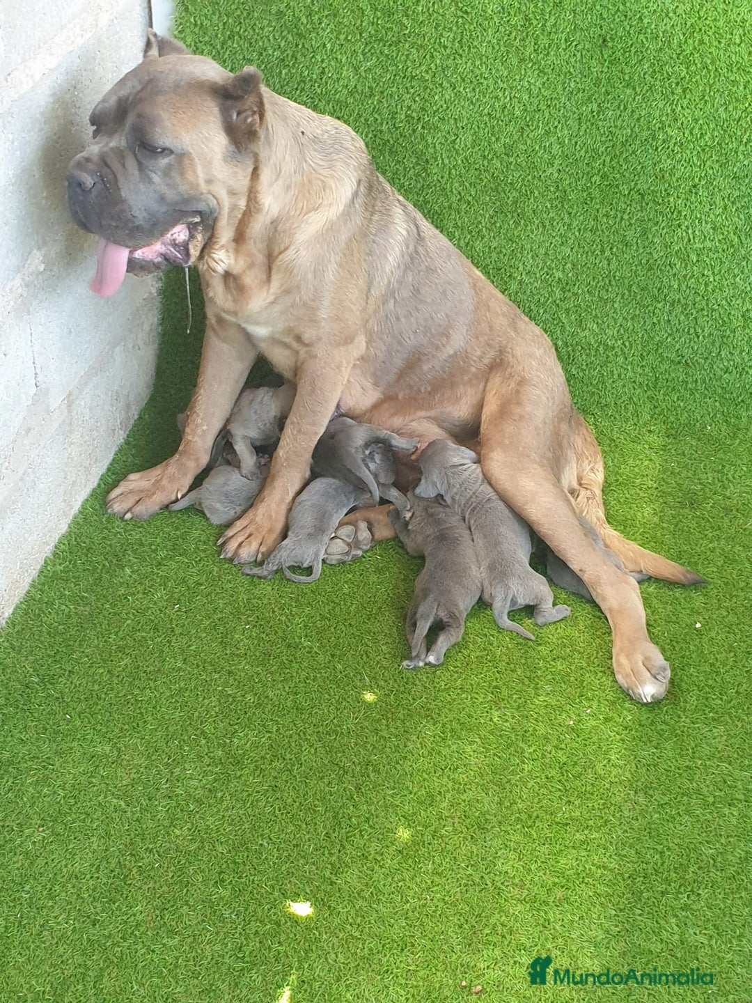 Cane Corso perros en venta: Cane corso  - Imagen 5