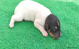 Ratonero Bodeguero Andaluz perros en venta: Cachorros de Ratonero Bodeguero Andaluz - Imagen 4