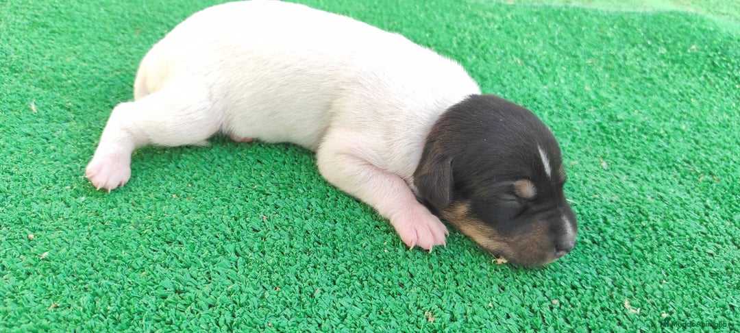Ratonero Bodeguero Andaluz perros en venta: Cachorros de Ratonero Bodeguero Andaluz - Imagen 4