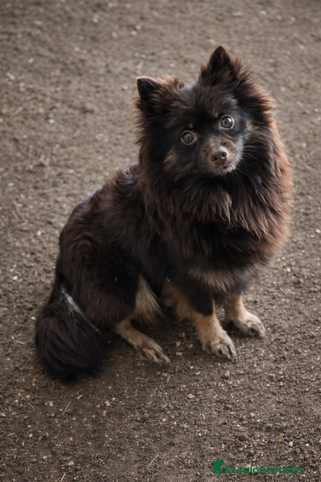 Pomerania perros en venta: Cachorros Pomerania disponibles - Anuncio 2