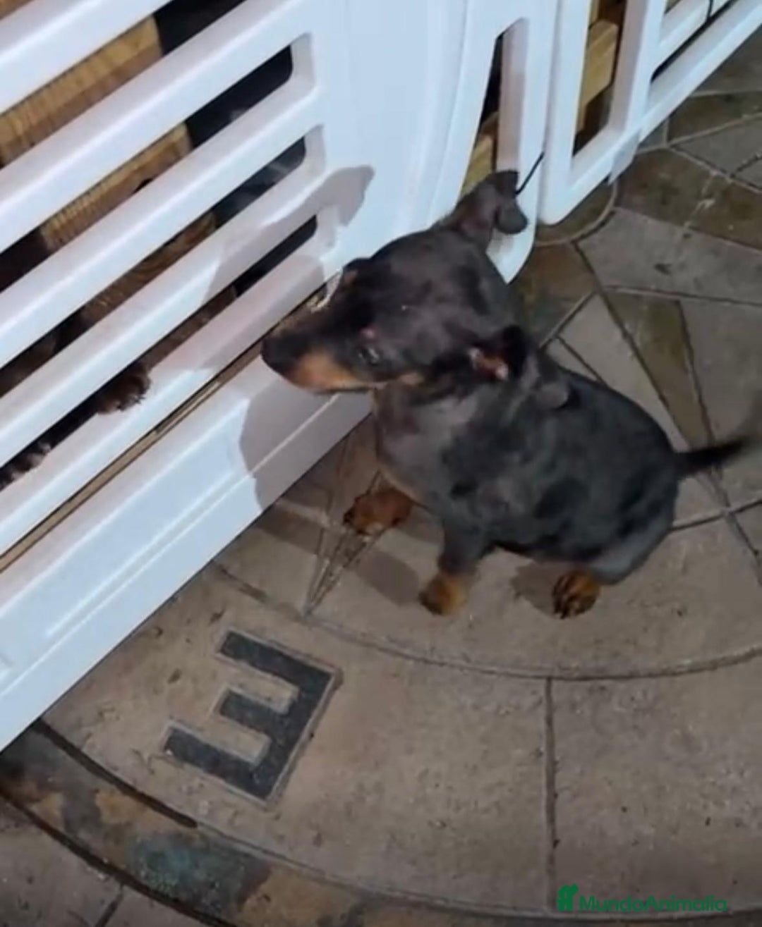 Pinscher Miniatura perros en venta: Pinscher miniatura  - Anuncio 1