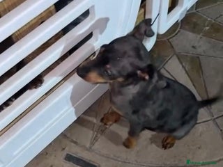 Pinscher Miniatura perros Pinscher miniatura - Anuncio 2