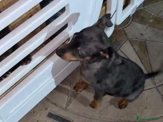 Pinscher Miniatura perros Pinscher miniatura - Anuncio 23