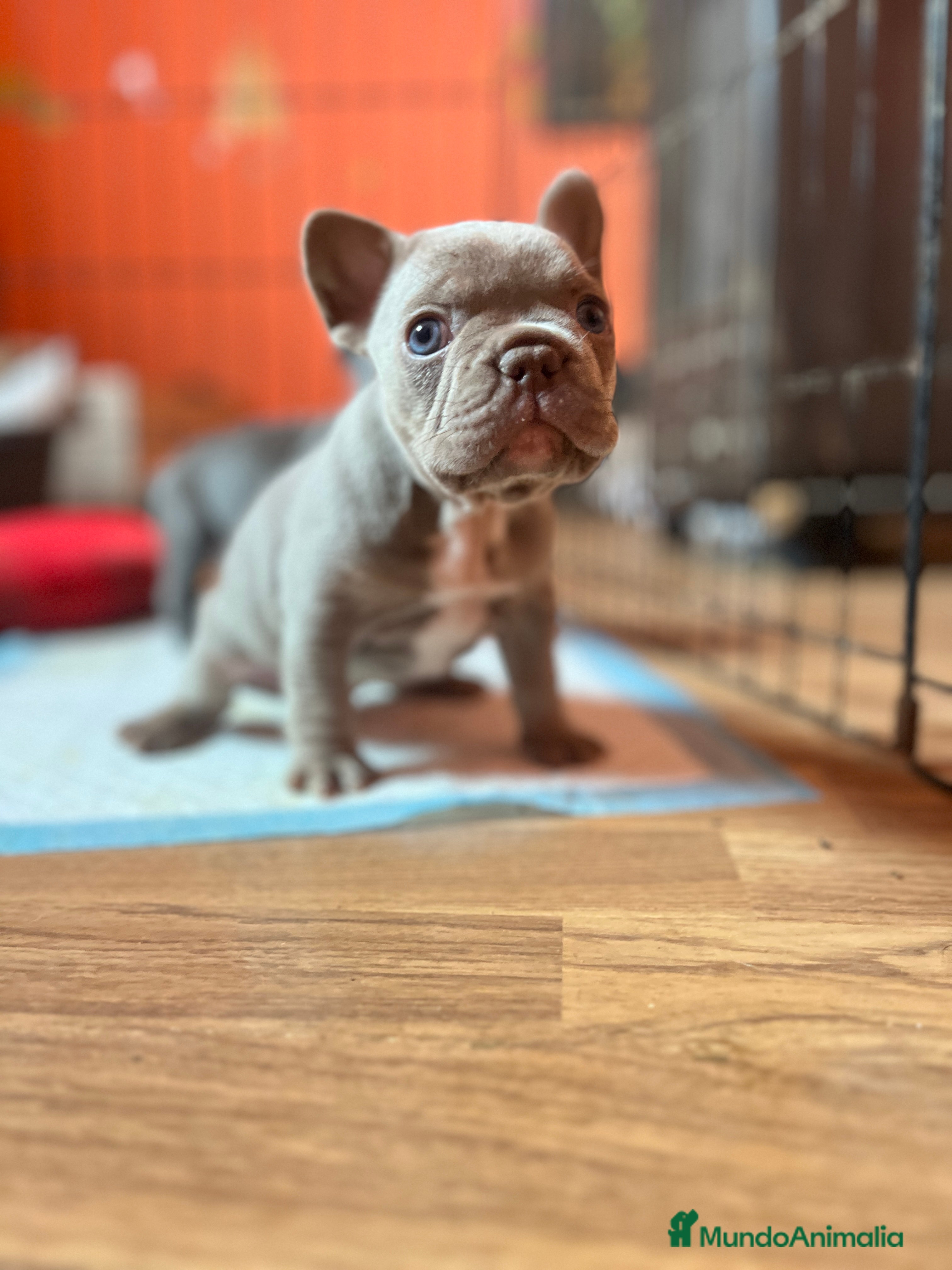 Bulldog Francés perros Bebés Criados en Familia con Amor y Respeto" - Anuncio 34