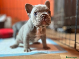 Bulldog Francés perros Bebés Criados en Familia con Amor y Respeto" - Anuncio 34