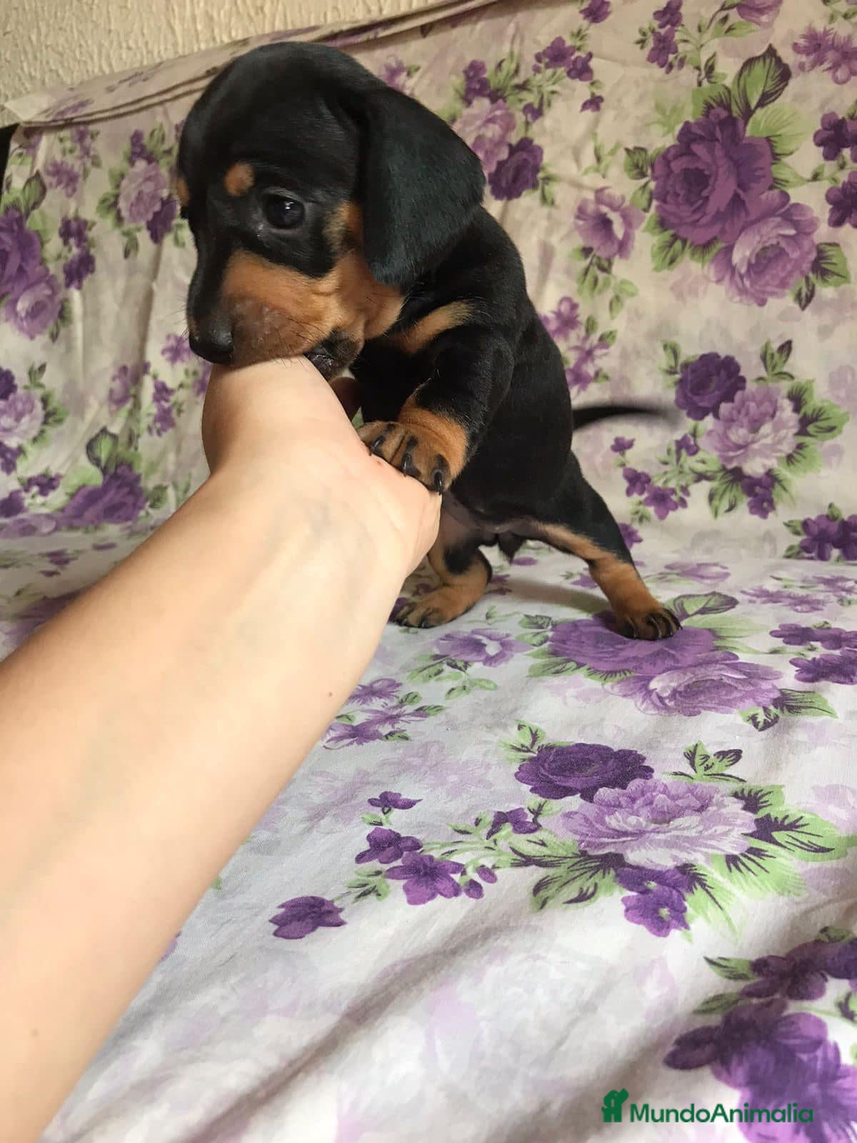 Teckel perros TECKEL MINIATURA BARCELONA !!!! - Anuncio 16