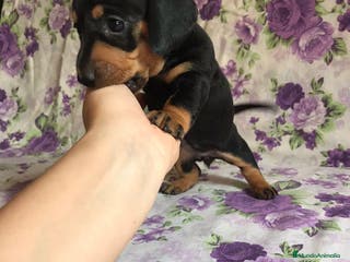 Teckel perros TECKEL MINIATURA BARCELONA !!!! - Anuncio 25