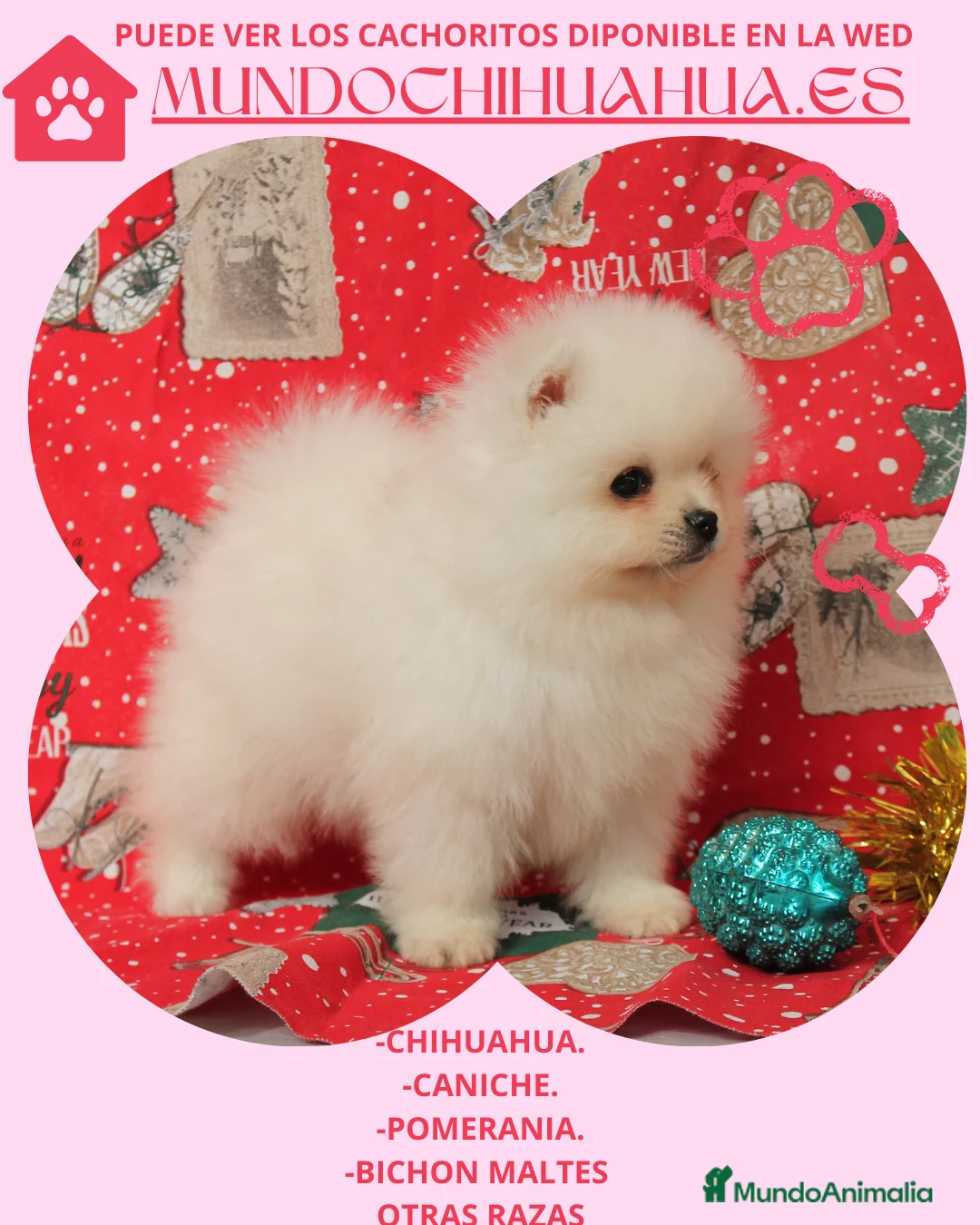 Pomerania perros en venta: IMPRECIOSNATES CACHORRITOS DE POMERANIAS   - Anuncio 2