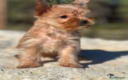 Yorkshire Terrier perros en venta: yorkshire rubia - Imagen 6