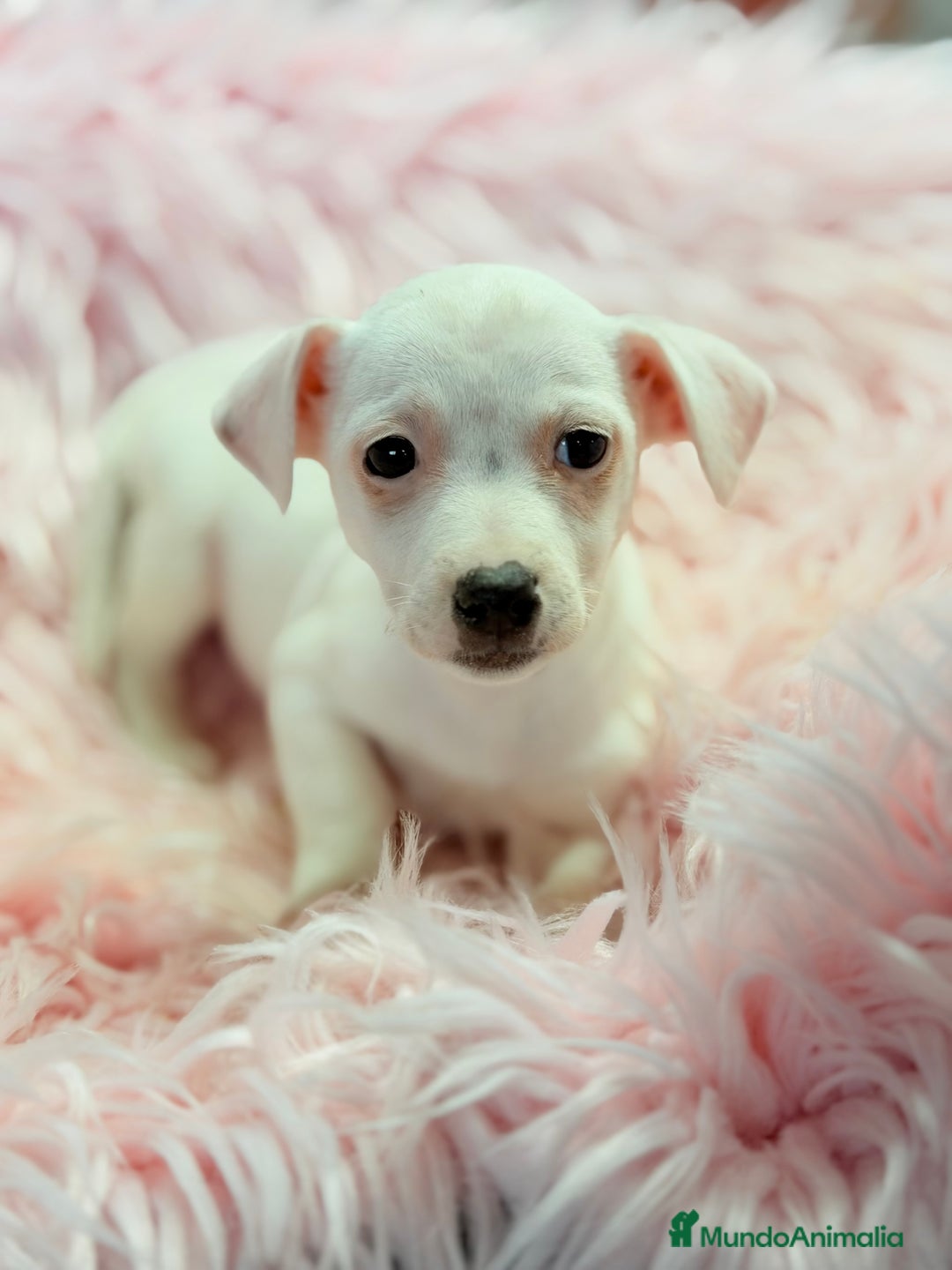 Jack Russell Terrier perros en venta: Jack Russell hembra  - Anuncio 6