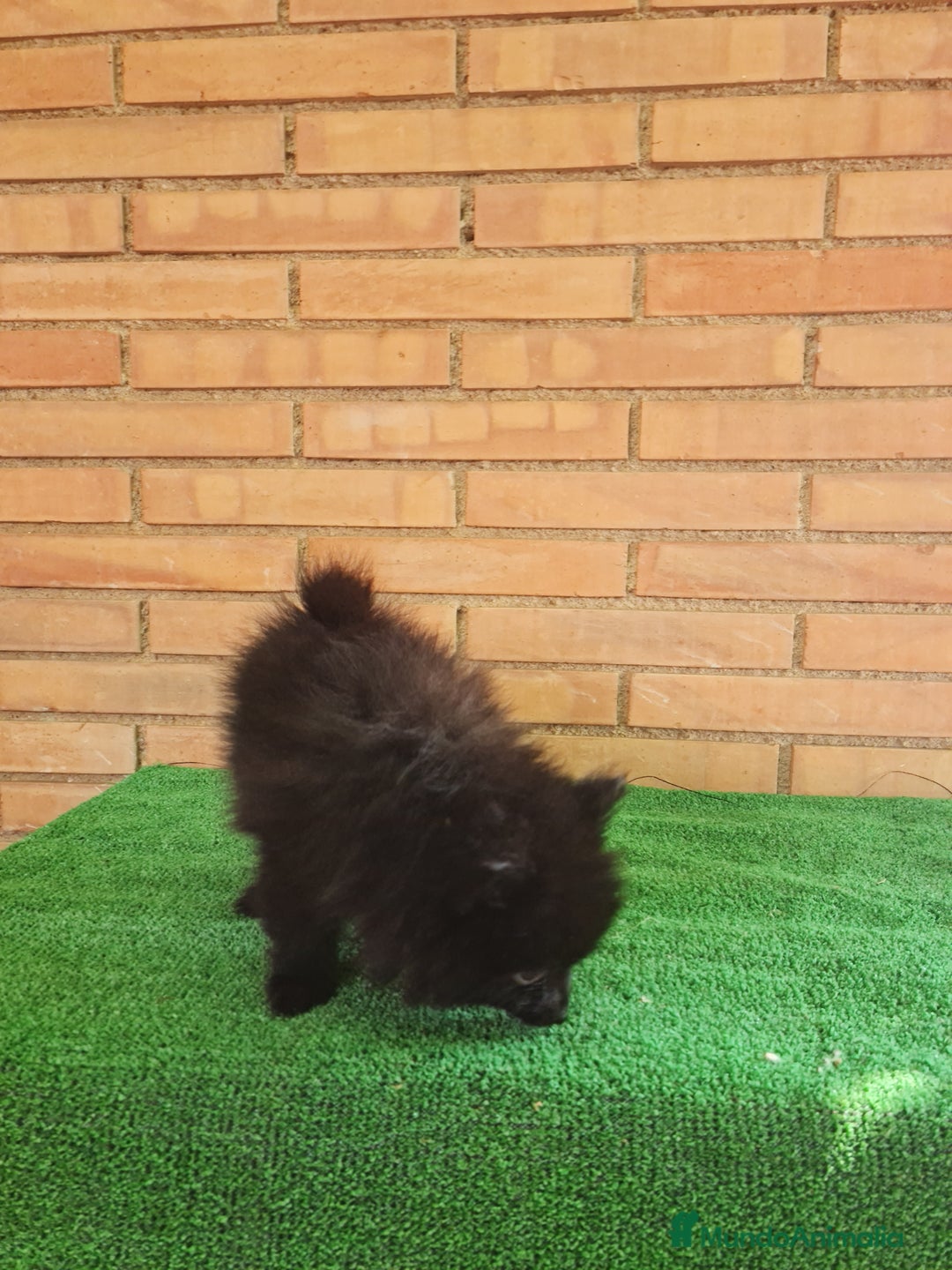 Pomerania perros en venta: Pomerania toy mini - Imagen 3