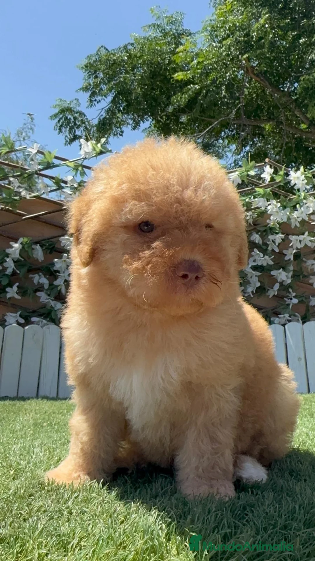 Perro de Agua Español perros en venta: PERRO DE AGUA ESPAÑOL - Anuncio 14