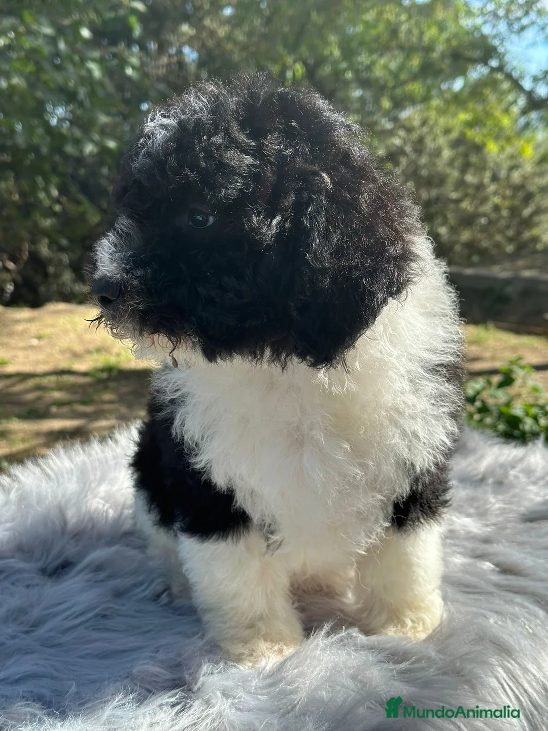 Perro de Agua Español perros en venta: Perro de agua  - Anuncio 5