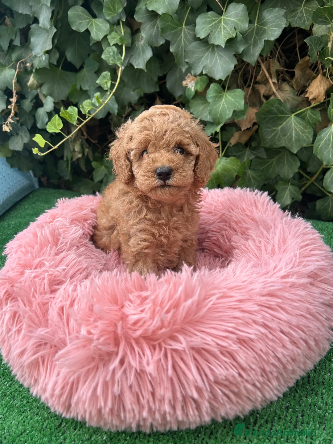 Caniche Toy perros en venta: caniche  - Anuncio 7