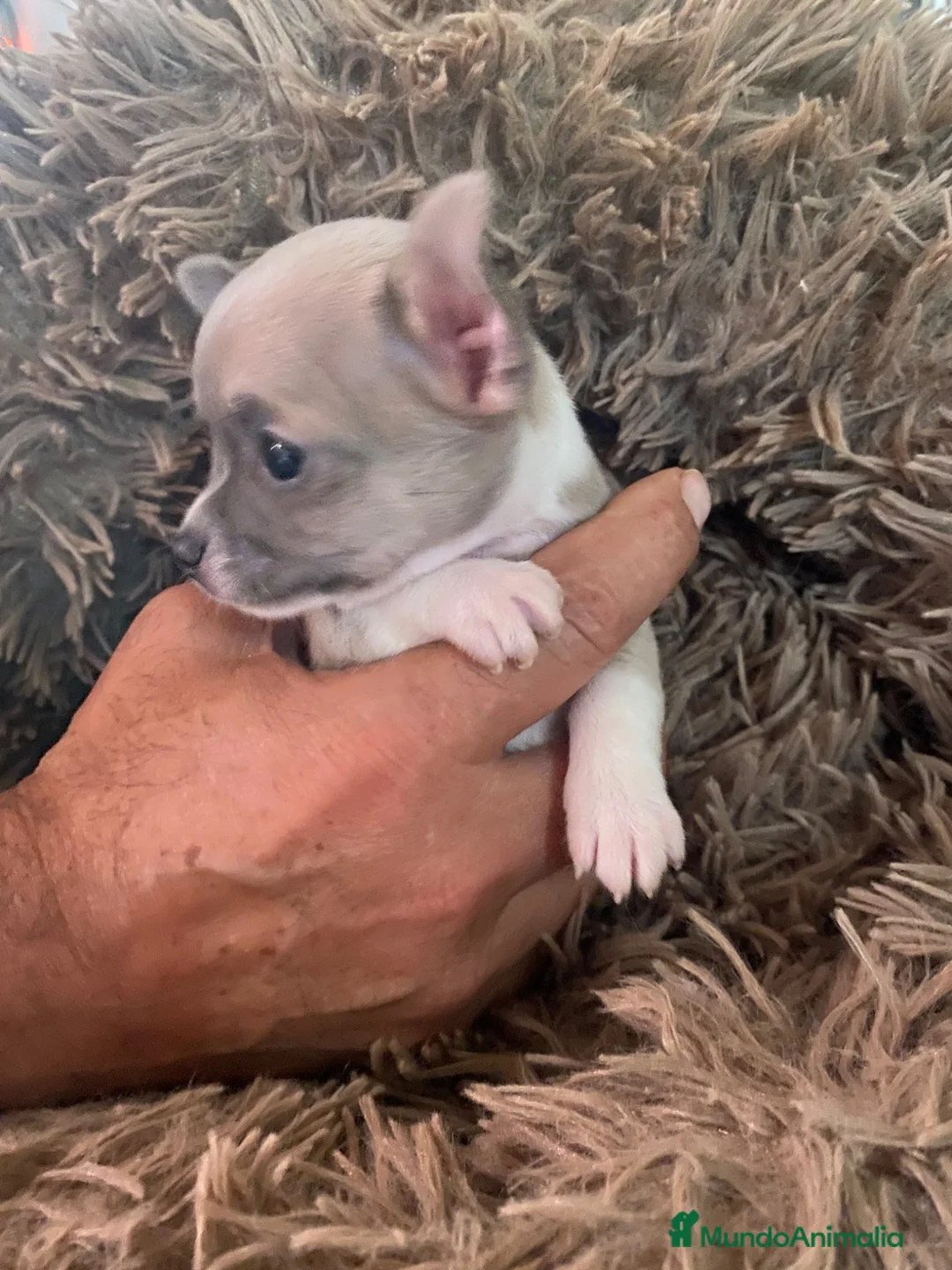 Chihuahua perros en venta: Chihuahua hembrita - Anuncio 1