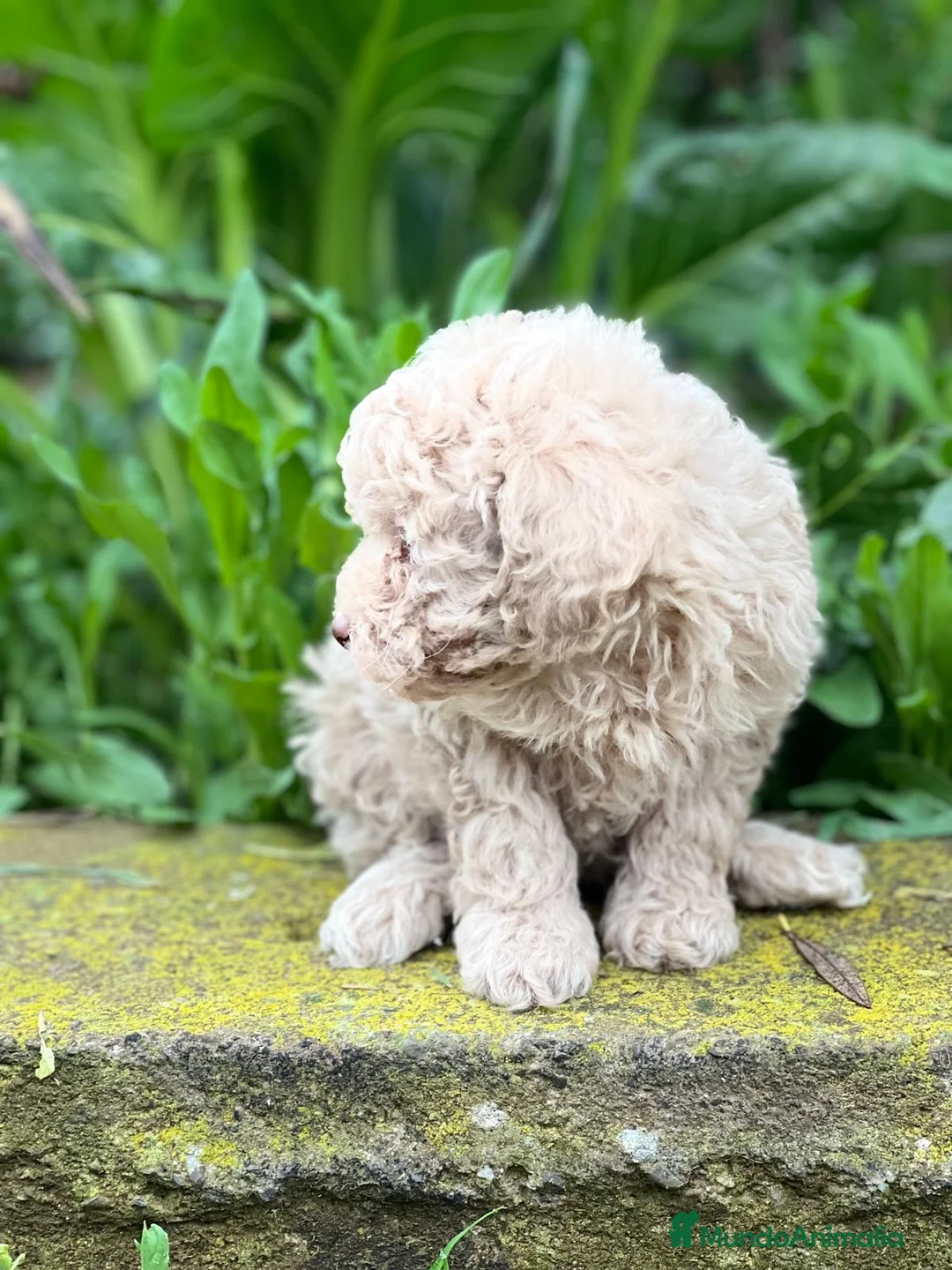 Caniche Toy perros en venta: Caniche apricot en Barcelona - Anuncio 4