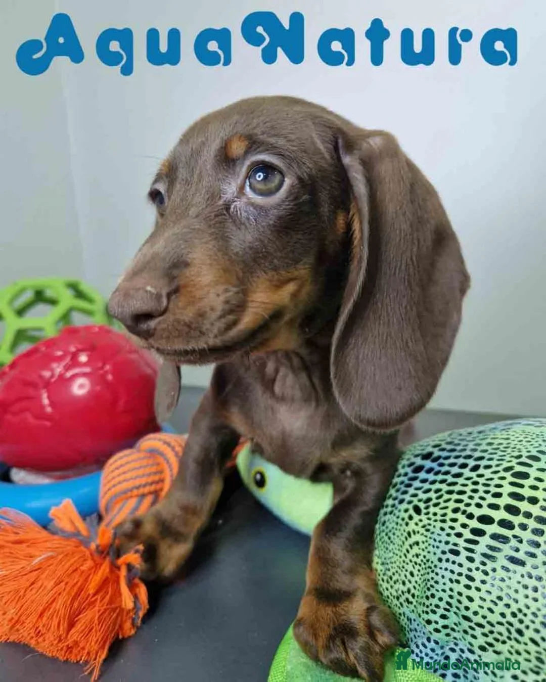 Teckel perros en venta: Teckel Macho DCD 1574 AQUANATURA - Anuncio 1