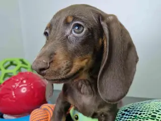 Teckel perros Teckel Macho DCD 1574 AQUANATURA - Anuncio 1