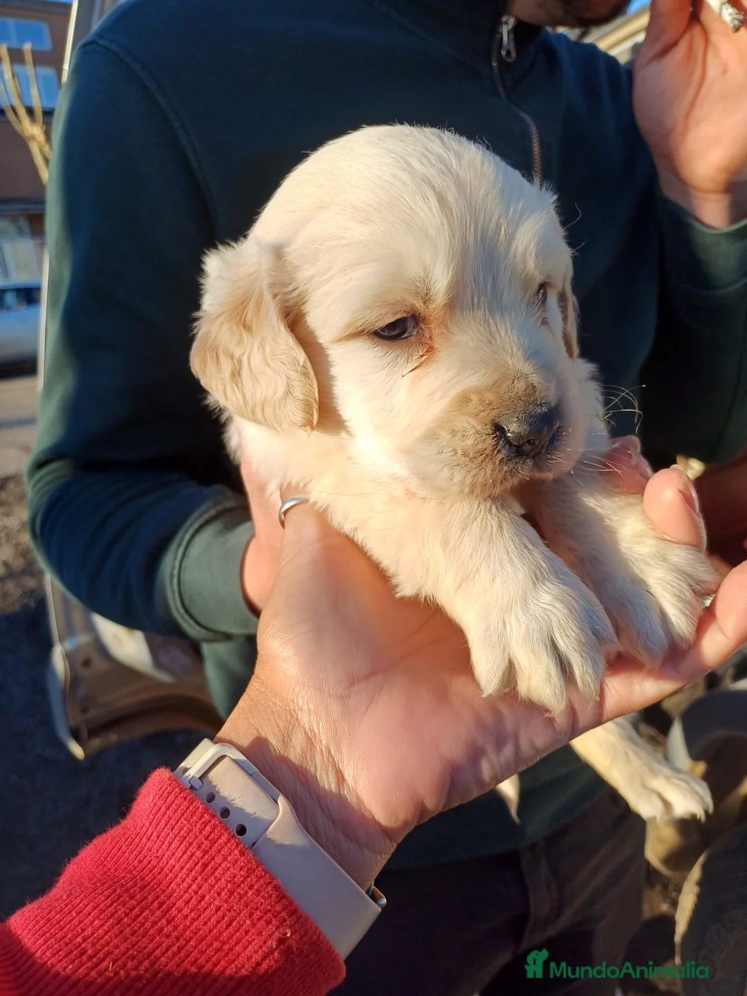 Golden Retriever perros en venta: Preciosos machos disponibles  - Anuncio 1