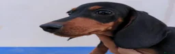 Teckel Miniatura perros en venta: Camada de teckel mini - Anuncio 5