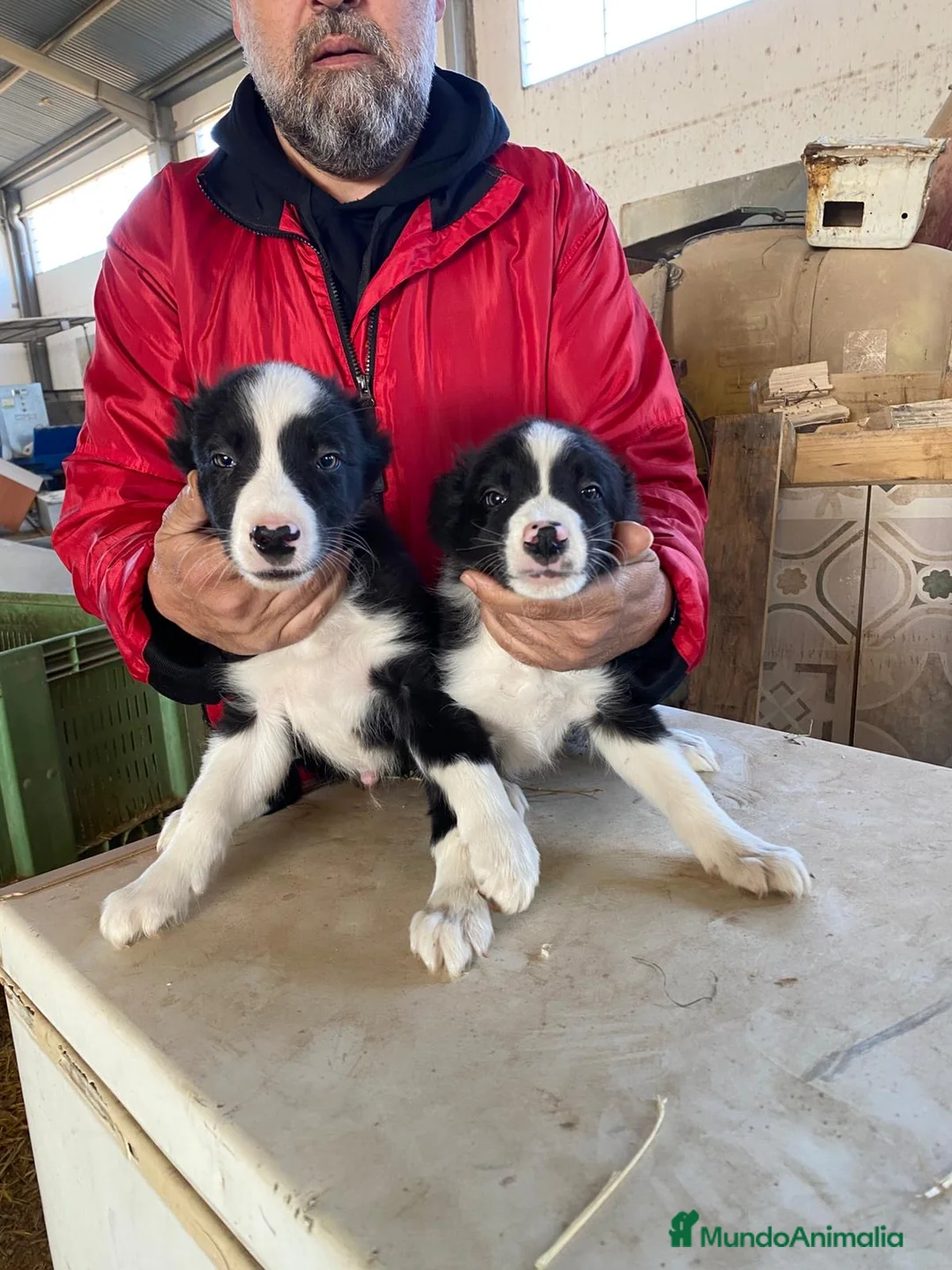 Border Collie perros en venta: CACHORROS DE BORDER COLLIE - Anuncio 7