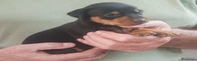 Pinscher Miniatura 1