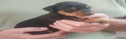 Pinscher Miniatura perros en venta: SE VENDEN MINI PINCHER - Anuncio 2