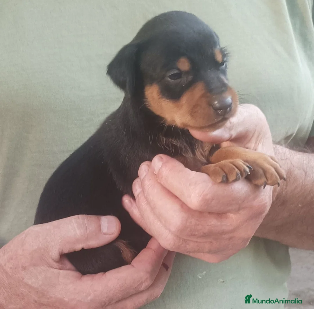 Pinscher Miniatura perros en venta: SE VENDEN MINI PINCHER - Anuncio 2