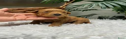 Caniche Enano perros en venta: CANICHE ENANO - Anuncio 7