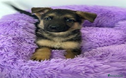 Pastor Alemán perros en venta: PASTOR ALEMÁN - Imagen 1