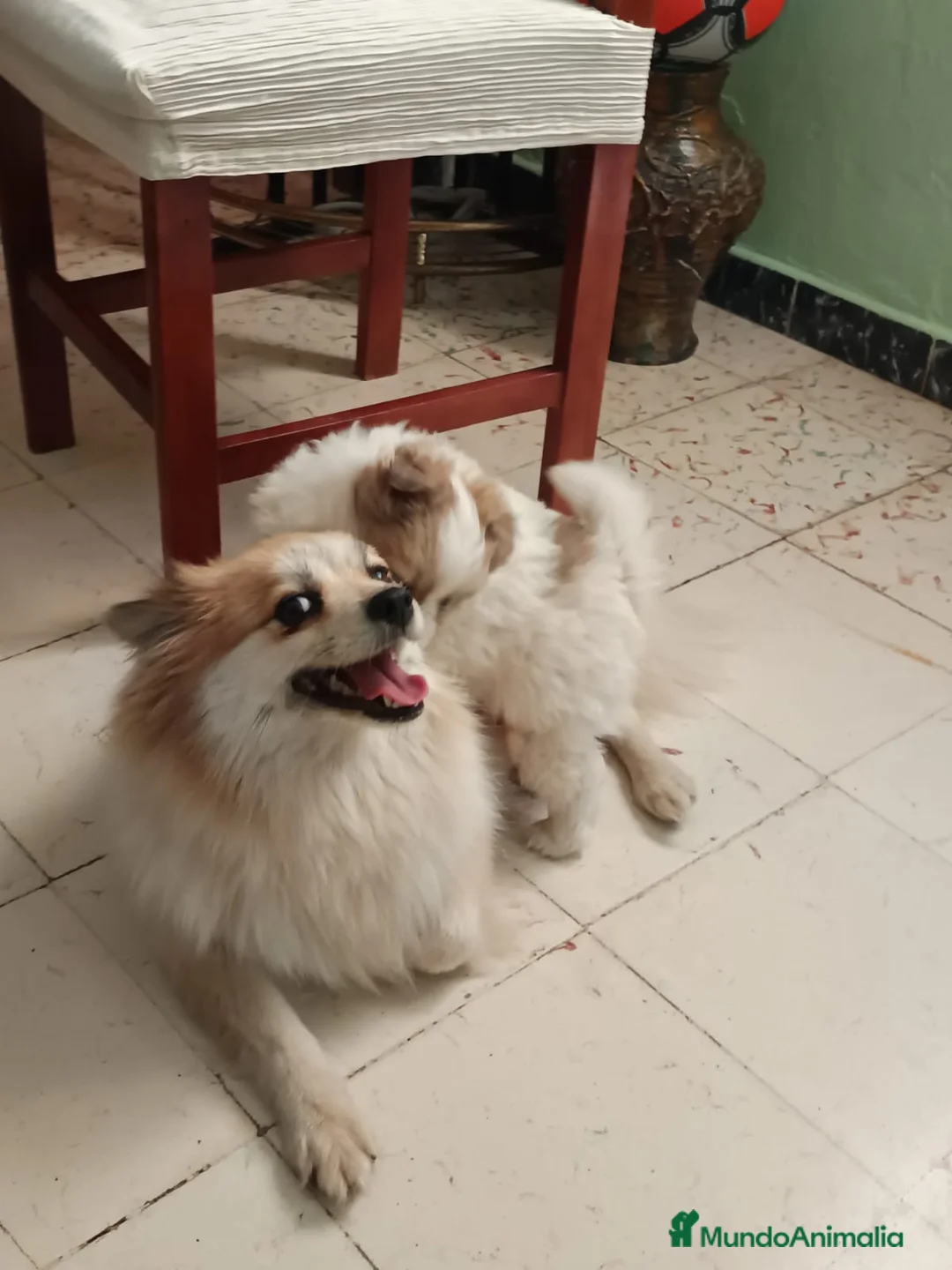 Pomerania perros en venta: Pomerania macho - Anuncio 2
