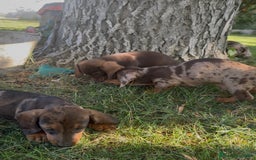 Teckel Miniatura perros en venta: TECKEL MINIATURAS - Imagen 6