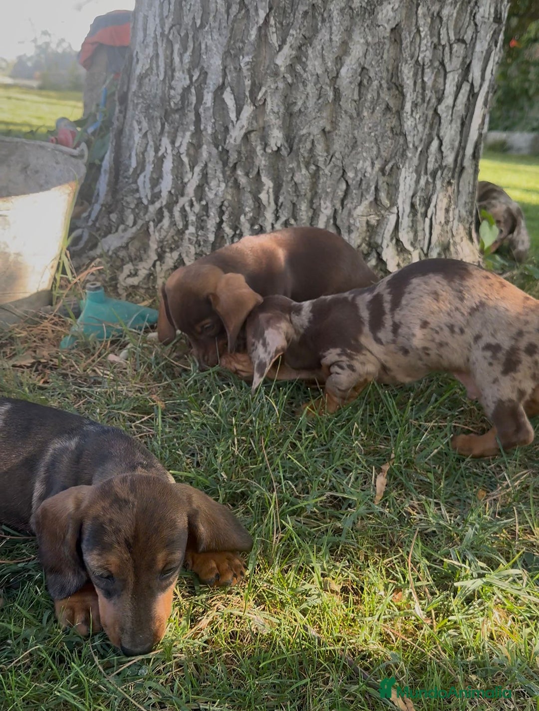 Teckel Miniatura perros en venta: TECKEL MINIATURAS - Imagen 6