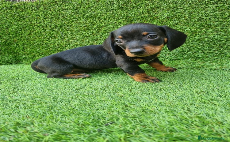 Teckel Miniatura perros - Anuncio 4