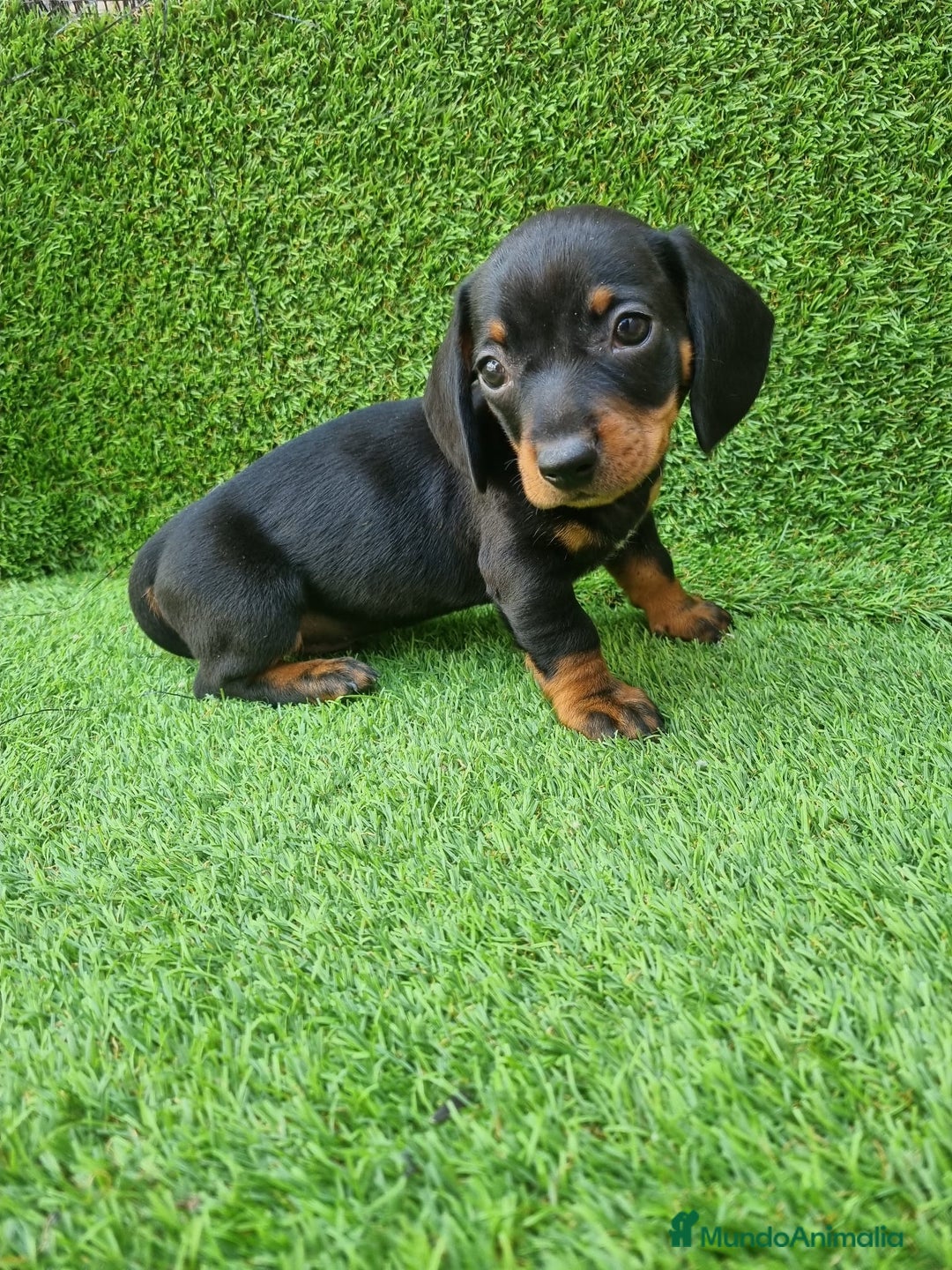 Teckel Miniatura perros en venta: TECKEL MINI - Imagen 1