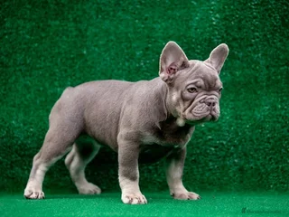 Bulldog Francés perros - Anuncio 33