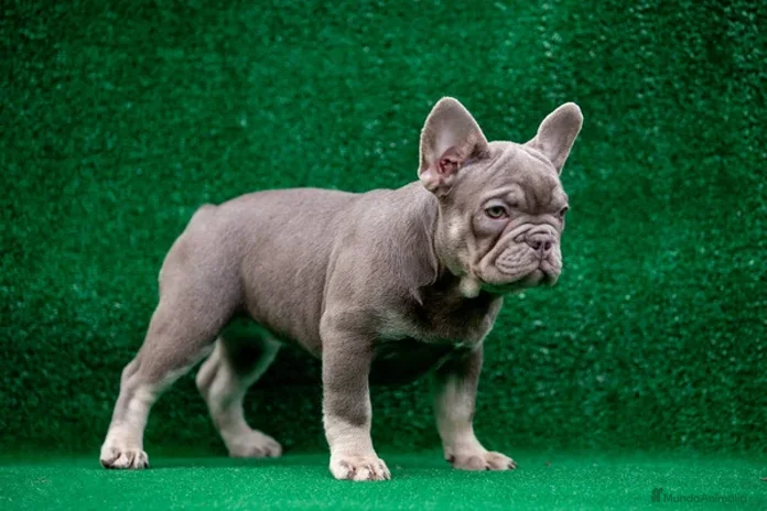 Bulldog Francés perros - Anuncio 14
