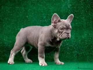 Bulldog Francés perros BULLDOG FRANCES !!!! - Anuncio 25