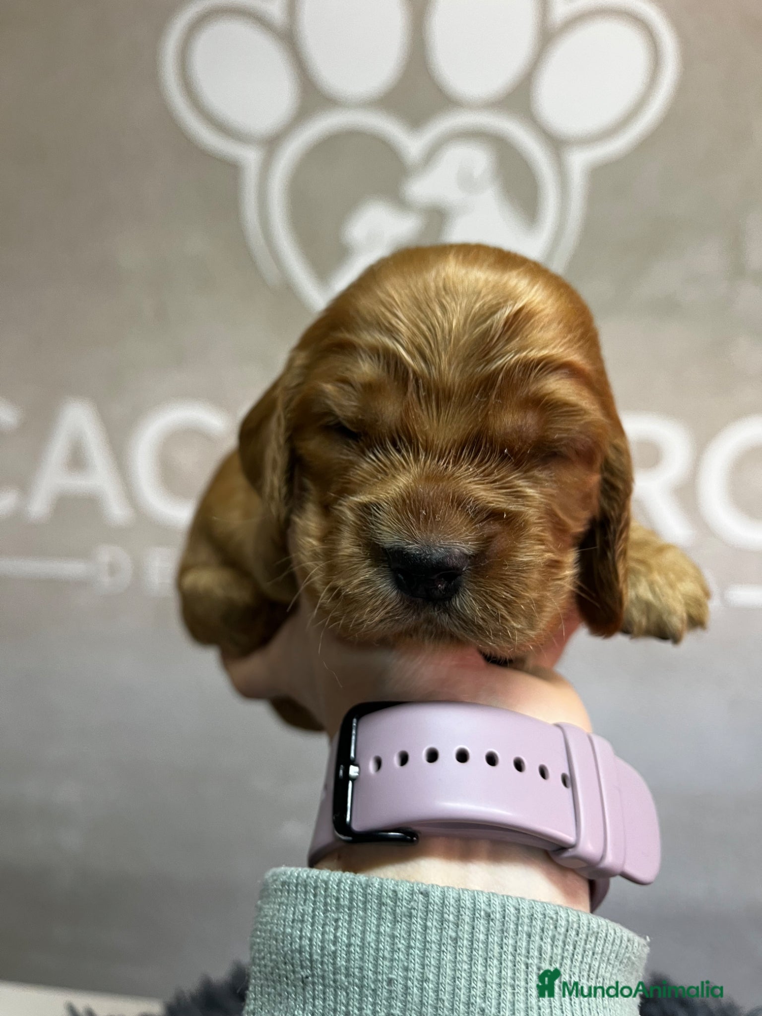 Cocker Spaniel Inglés perros Cocker dorado  - Anuncio 1