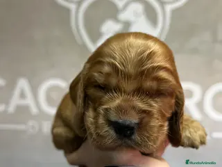Cocker Spaniel Inglés perros Cocker dorado - Anuncio 1