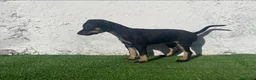 Ratón de Praga perros en venta: Impresionantes ratón de praga - Anuncio 1