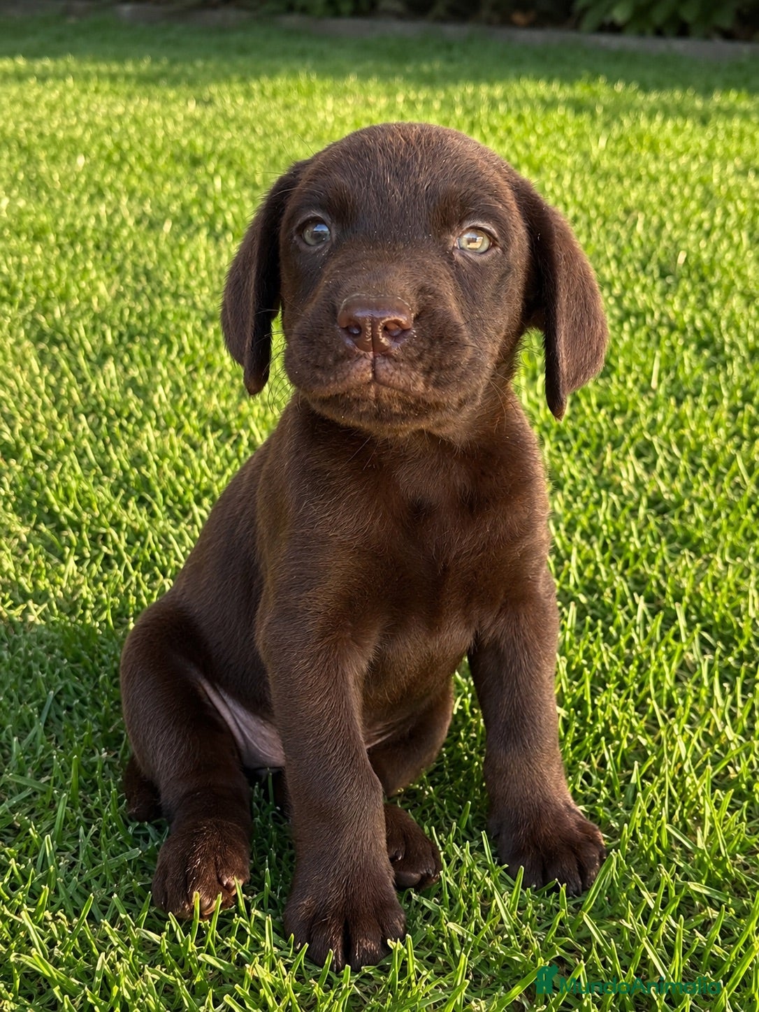 Labrador Retriever perros CACHORROS DE LABRADOR RETRIEVER - Anuncio 1