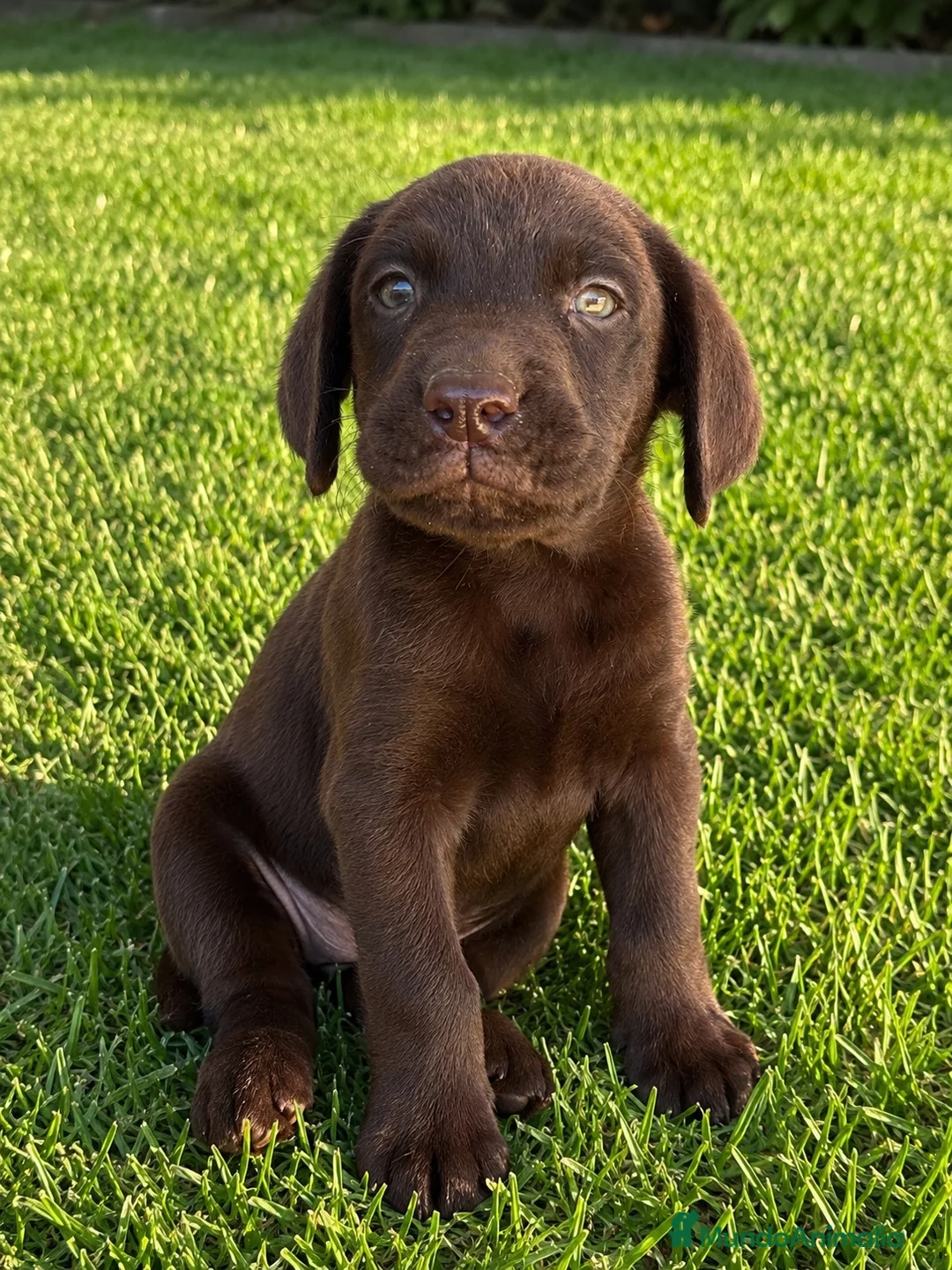 Labrador Retriever perros en venta: CACHORROS DE LABRADOR RETRIEVER - Anuncio 1