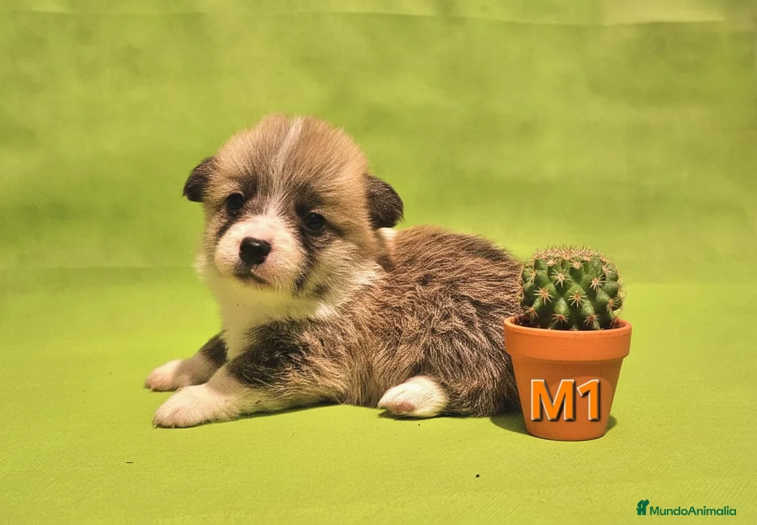 Welsh Corgi Pembroke perros en venta: Cachorros de Corgi Pembroke - Anuncio 7