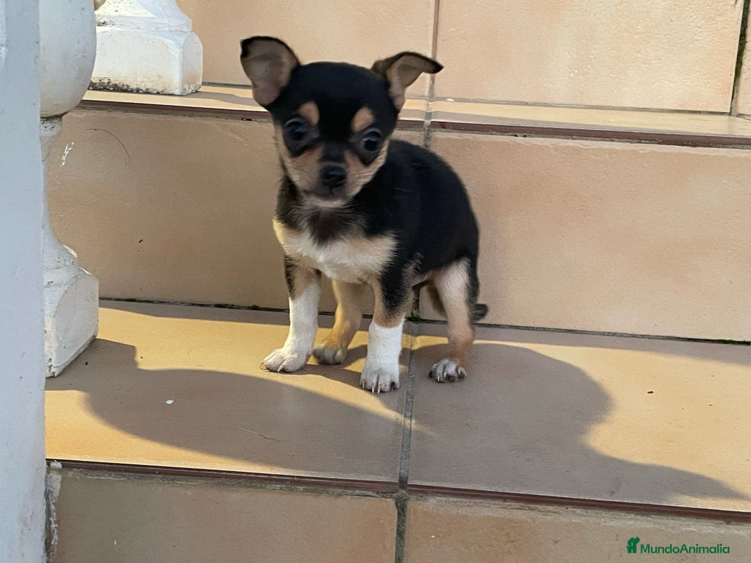 Chihuahua perros en venta: chihuahua  - Anuncio 1