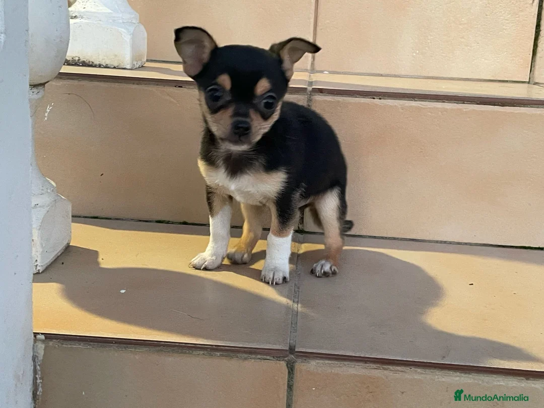 Chihuahua perros en venta: chihuahua  - Anuncio 1