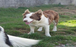 Border Collie perros en venta: Border collie nueva camada - Imagen 14
