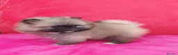 Pomerania perros en venta: Lulú de Pomerania - Anuncio 2